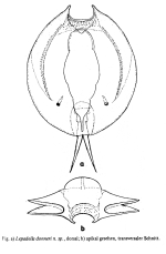 Lepadella donneri - Original description image