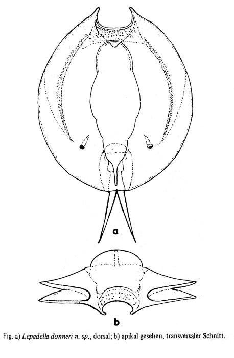 Lepadella donneri - Original description image