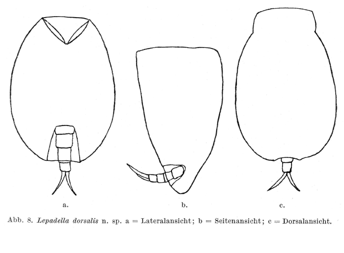 Lepadella dorsalis