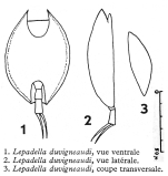 Lepadella duvigneaudi - Original description image