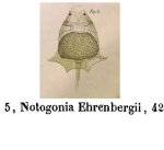Lepadella ehrenbergii