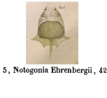Lepadella ehrenbergii