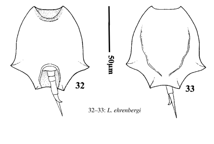 Lepadella ehrenbergii Lepadella ehrenbergii