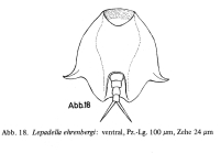 Lepadella ehrenbergii