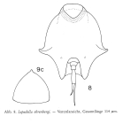 Lepadella ehrenbergii