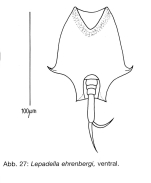 Lepadella ehrenbergii