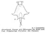 Lepadella ehrenbergii