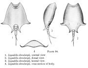 Lepadella ehrenbergii