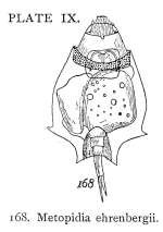 Lepadella ehrenbergii