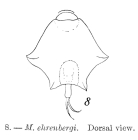 Lepadella ehrenbergii