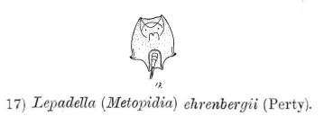 Lepadella ehrenbergii