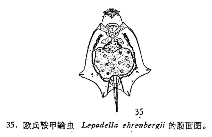 Lepadella ehrenbergii Lepadella ehrenbergii