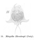 Lepadella ehrenbergii