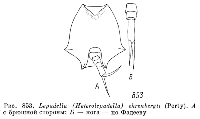 Lepadella ehrenbergii Lepadella ehrenbergii