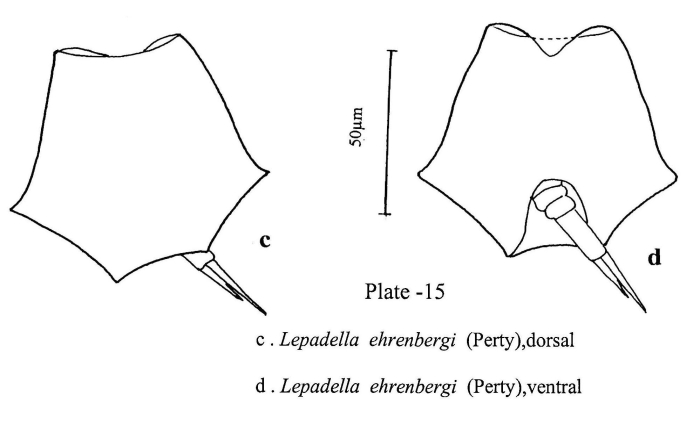 Lepadella ehrenbergii Lepadella ehrenbergii