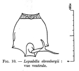 Lepadella ehrenbergii