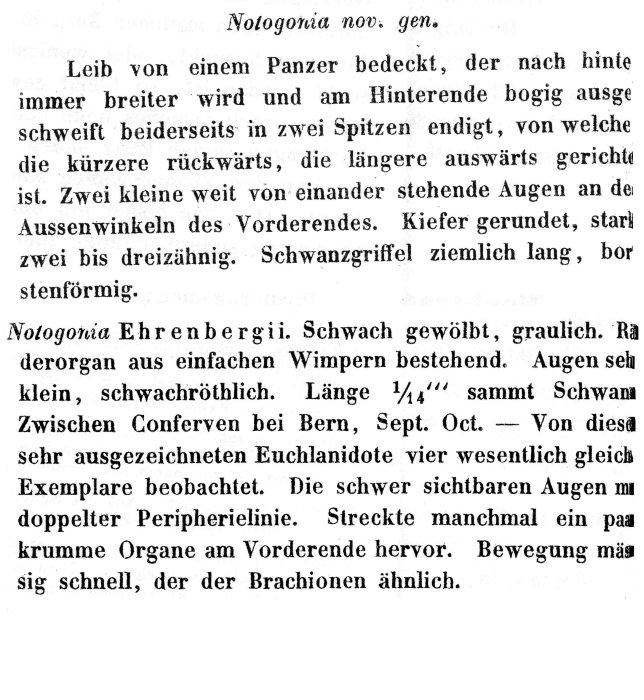 Lepadella ehrenbergii - Original description image