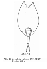 Lepadella elliptica
