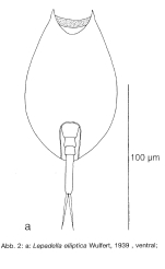 Lepadella elliptica