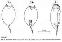 Lepadella elliptica