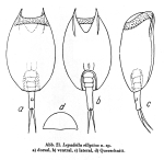 Lepadella elliptica - Original description image