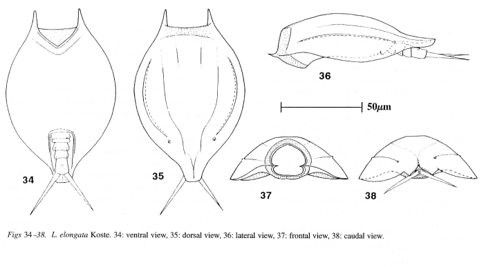 Lepadella elongata Lepadella elongata