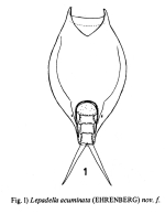 Lepadella elongata
