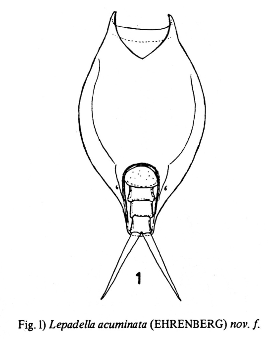 Lepadella elongata Lepadella elongata