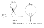 Lepadella elongata