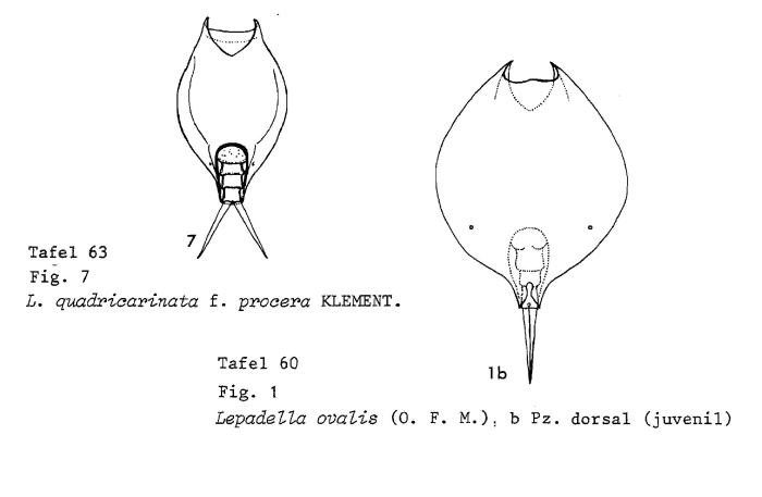 Lepadella elongata Lepadella elongata