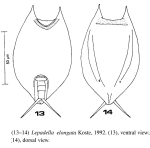 Lepadella elongata