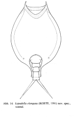 Lepadella elongata - Original description image