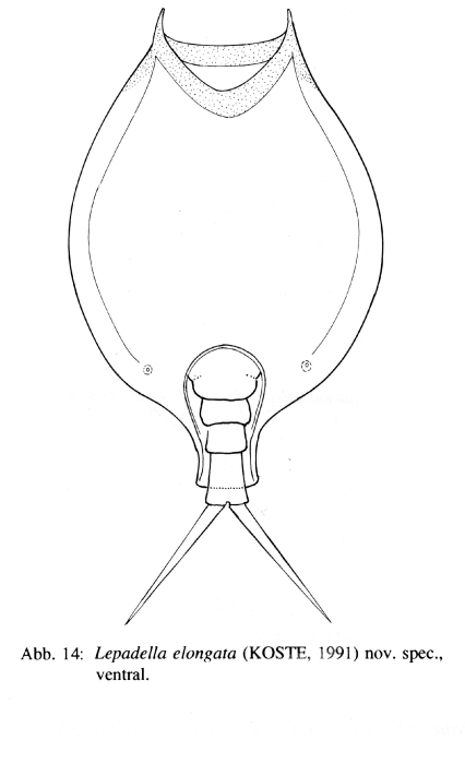 Lepadella elongata - Original description image