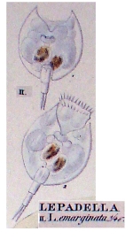 Lepadella emarginata
