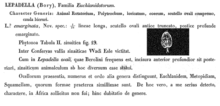 Lepadella emarginata - Original description image