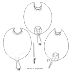Lepadella eurysterna
