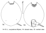 Lepadella eurysterna