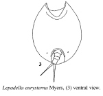 Lepadella eurysterna