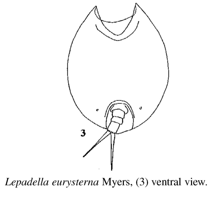 Lepadella eurysterna Lepadella eurysterna