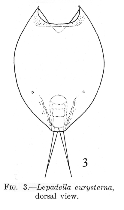 Lepadella eurysterna - Original description image