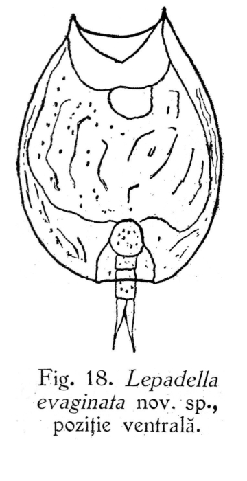 Lepadella evaginata - Original description image