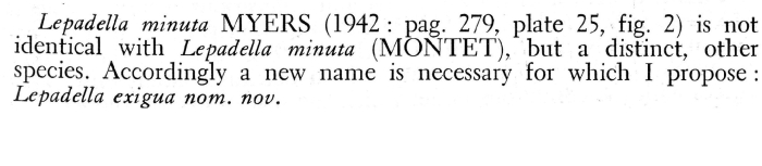 Lepadella exigua - Original description image