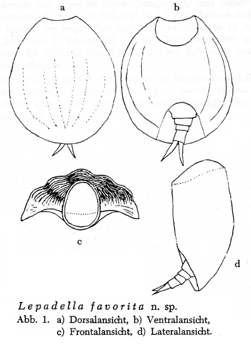 Lepadella favorita - Original description image