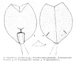 Lepadella gelida - Original description image