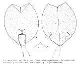Lepadella gelida