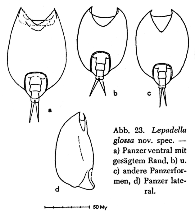 Lepadella glossa - Original description image