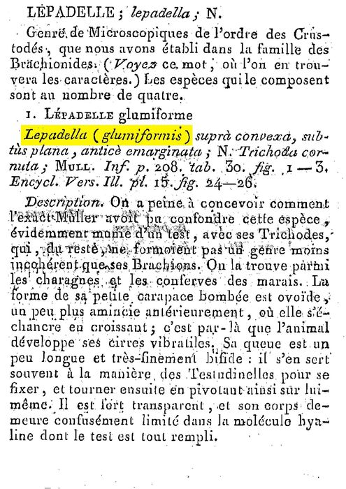 Lepadella glumiformis - Original description image