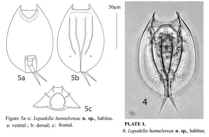 Lepadella hanneloreae - Original description image