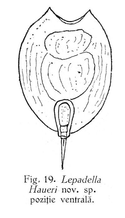 Lepadella haueri - Original description image