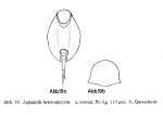 Lepadella heterodactyla